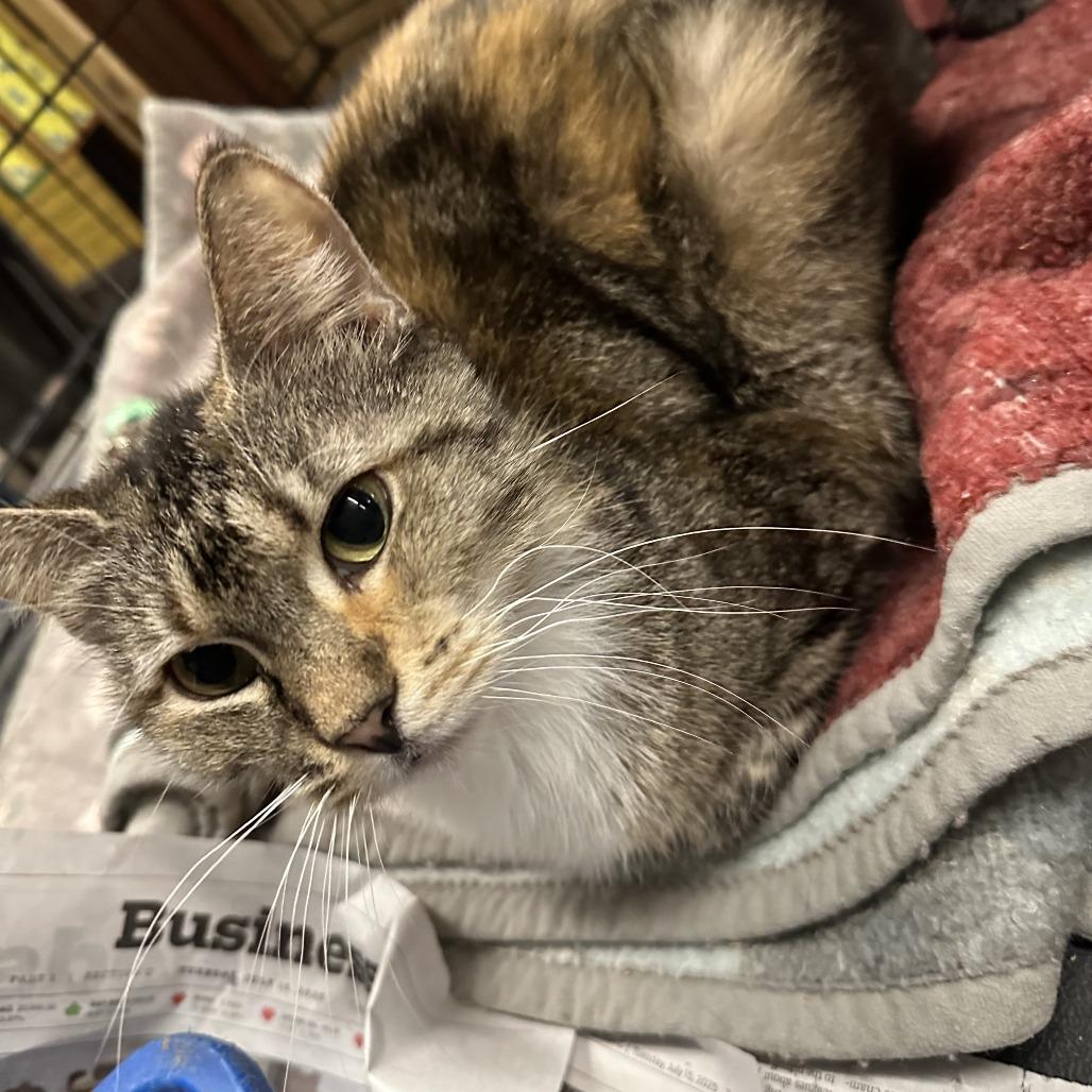 Backpack (Horseheads PetSmart), Adoptable, Senior Female Domestic Short Hair.