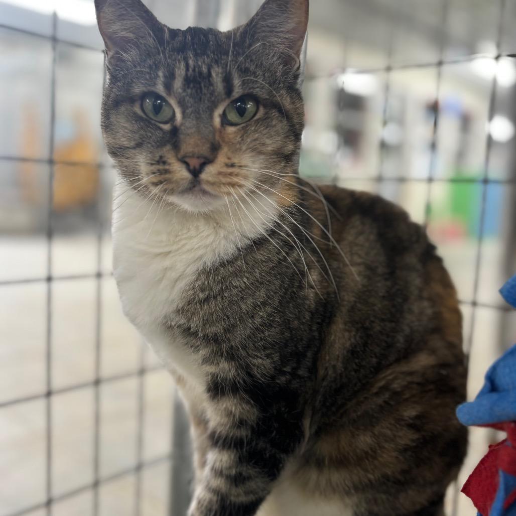 Enlarge Backpack (Horseheads PetSmart), a Adoptable Domestic Short Hair in East Smithfield , PA image 2/6