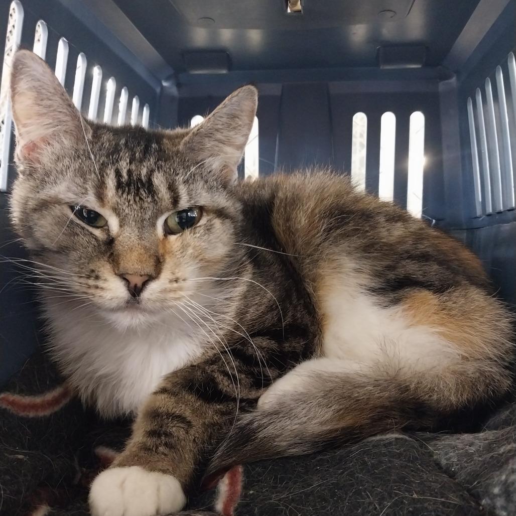 Enlarge Backpack (Horseheads PetSmart), a Adoptable Domestic Short Hair in East Smithfield , PA image 3/6