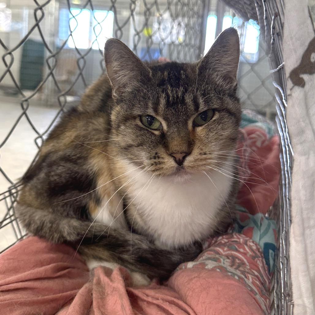 Enlarge Backpack (Horseheads PetSmart), a Adoptable Domestic Short Hair in East Smithfield , PA image 4/6