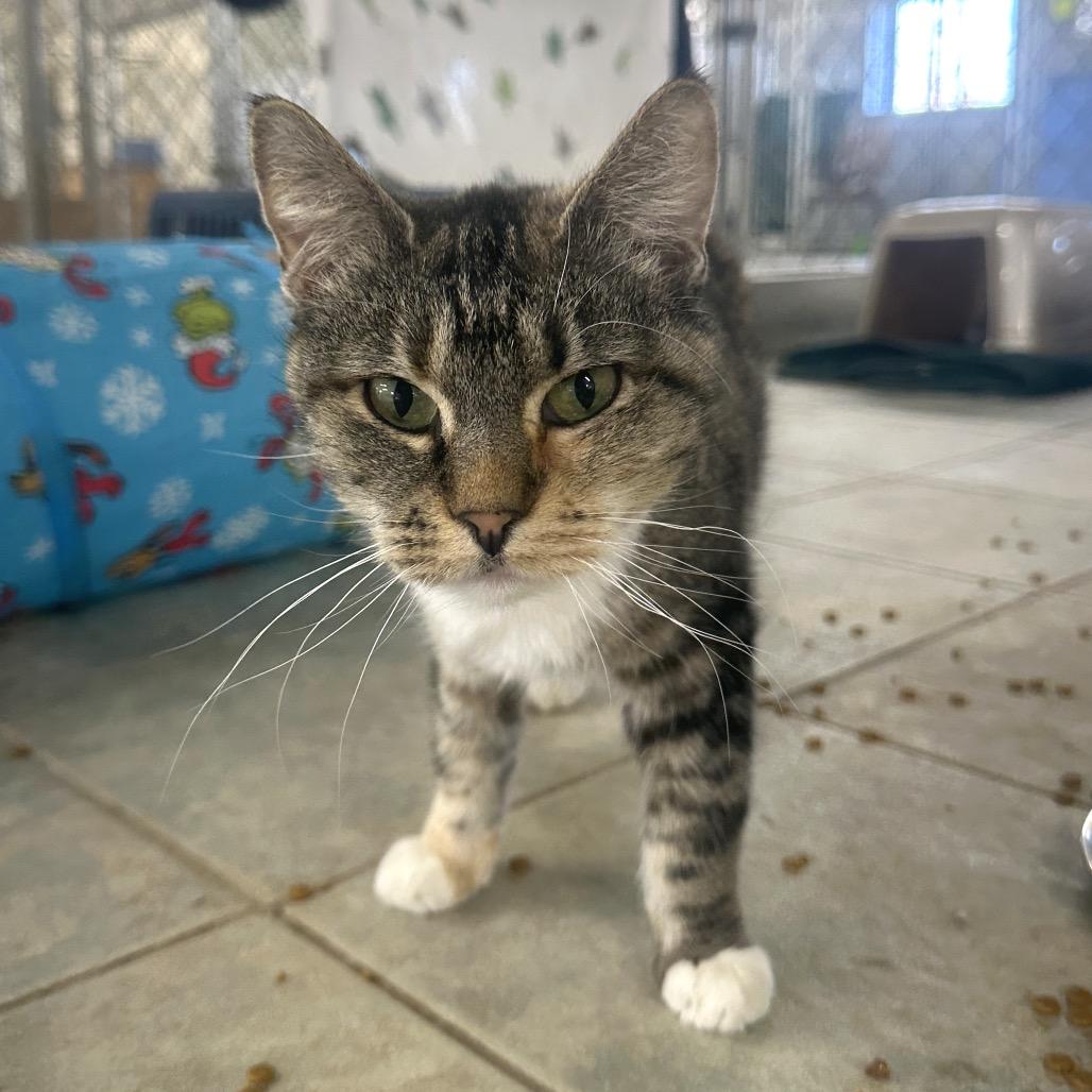 Enlarge Backpack (Horseheads PetSmart), a Adoptable Domestic Short Hair in East Smithfield , PA image 5/6