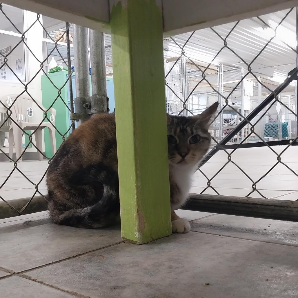 Enlarge Backpack (Horseheads PetSmart), a Adoptable Domestic Short Hair in East Smithfield , PA image 6/6