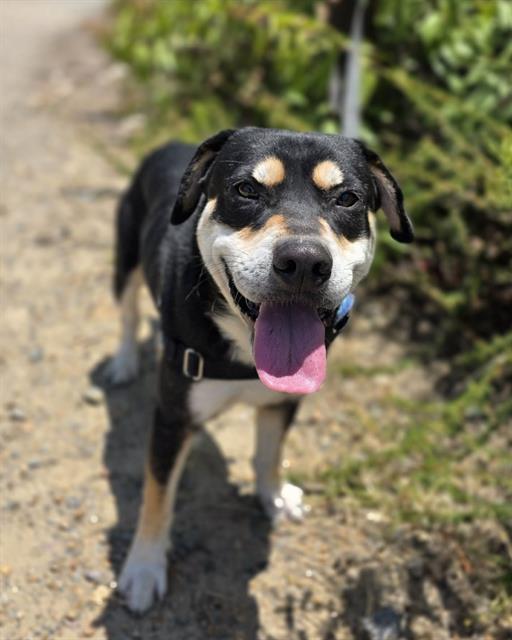 Enlarge OTIS, a Adoptable mixed breed in Chula Vista, CA image 1/1