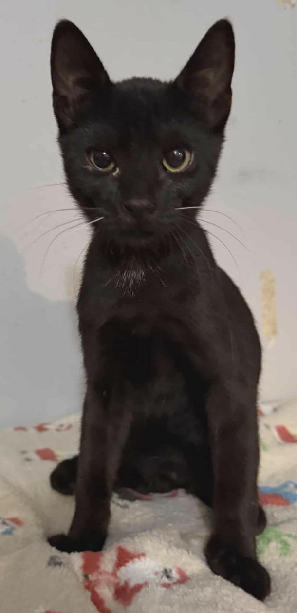 Enlarge Gus, a Adoptable Domestic Short Hair in Jxn, MS image 1/1