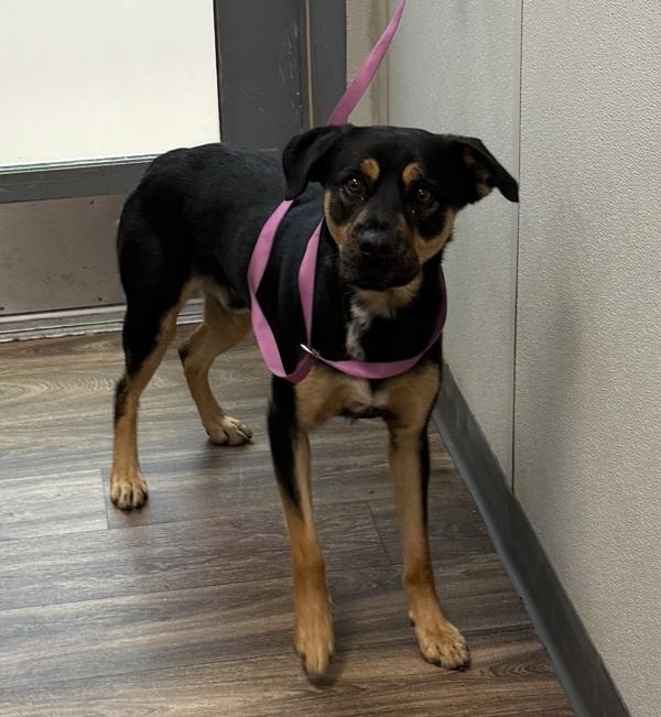 Enlarge Rocky, a Adoptable mixed breed in San Diego, CA image 1/1