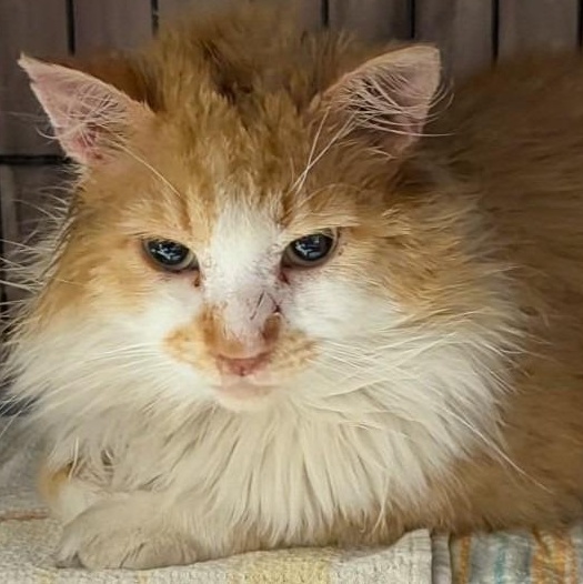 Gourd, Adoptable, Adult Male Domestic Medium Hair.