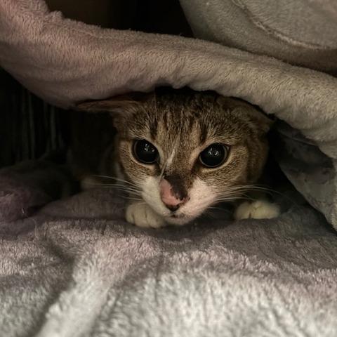 Grasslee, a Adoptable Domestic Short Hair in Mooresville, NC image 1/2