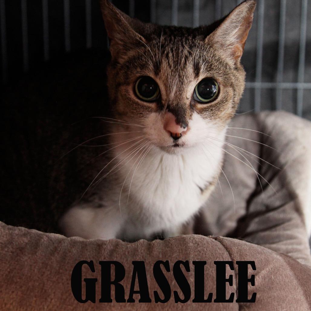 Grasslee, a Adoptable Domestic Short Hair in Mooresville, NC image 2/2