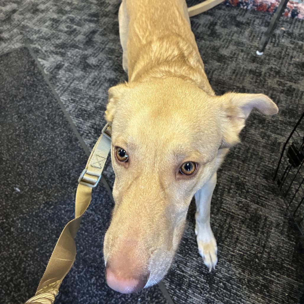 Enlarge Lincoln, a Adoptable Yellow Labrador Retriever in Fond Du Lac, WI image 1/2