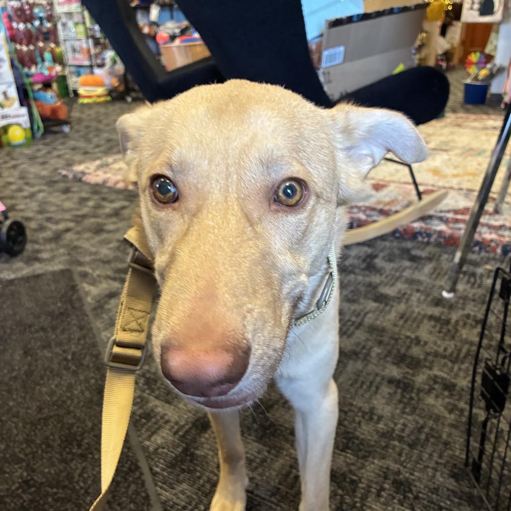 Enlarge Lincoln, a Adoptable Yellow Labrador Retriever in Fond Du Lac, WI image 2/2