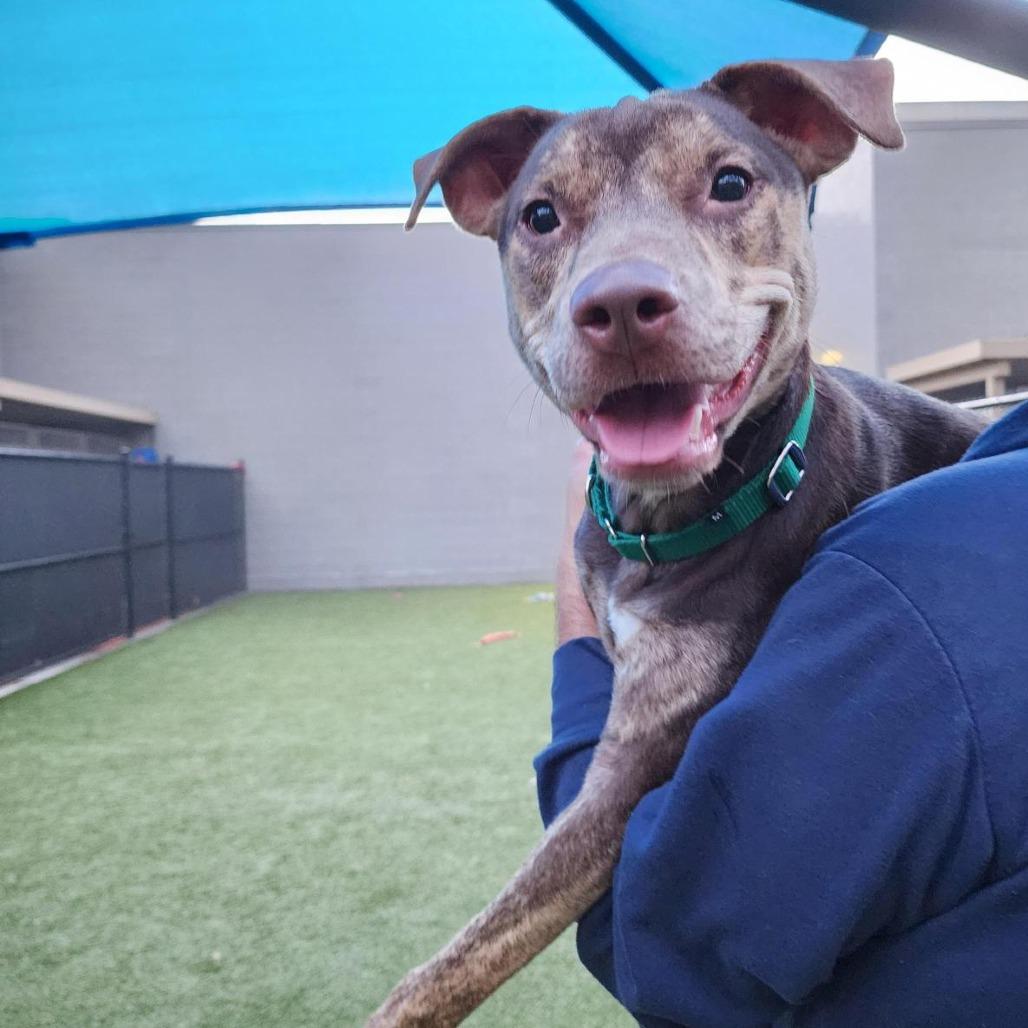 Enlarge Yuna, a Adoptable mixed breed in Greensboro, NC image 1/6