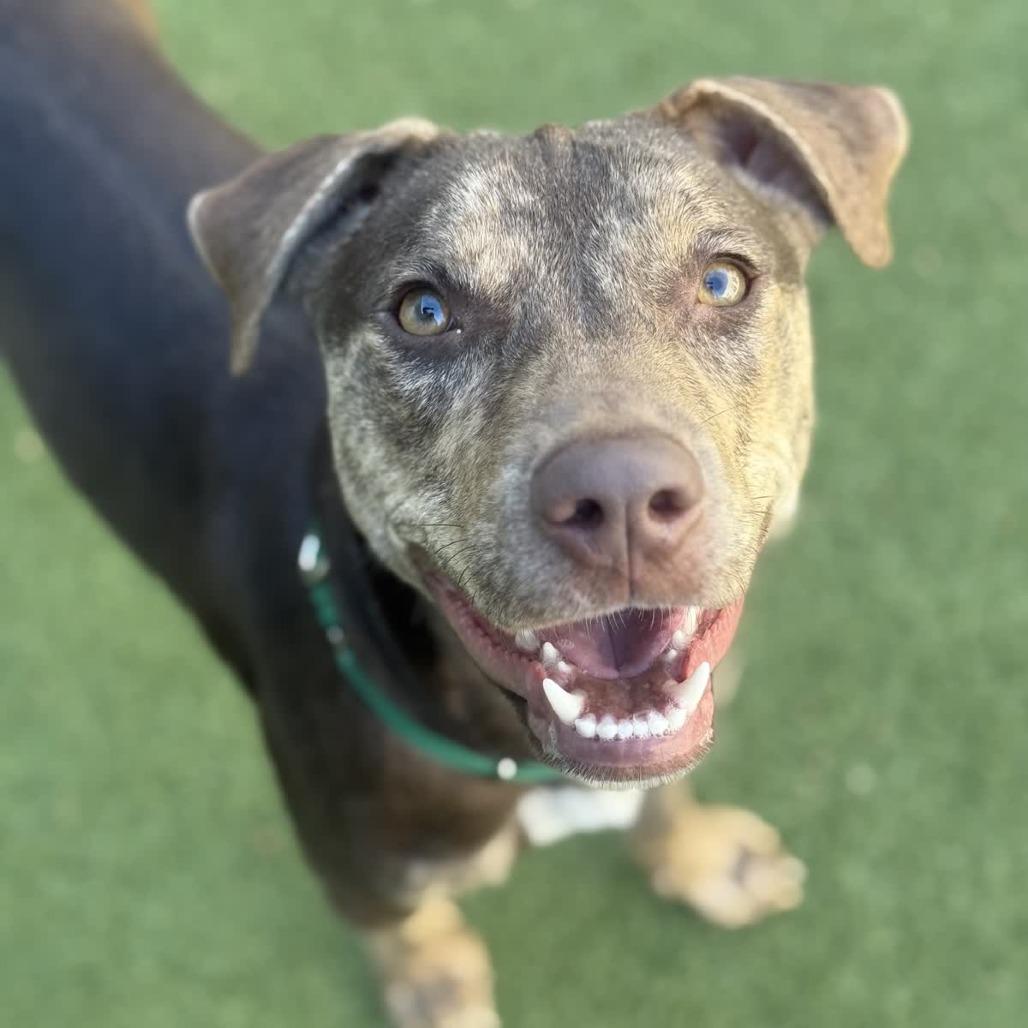 Enlarge Yuna, a Adoptable mixed breed in Greensboro, NC image 2/6