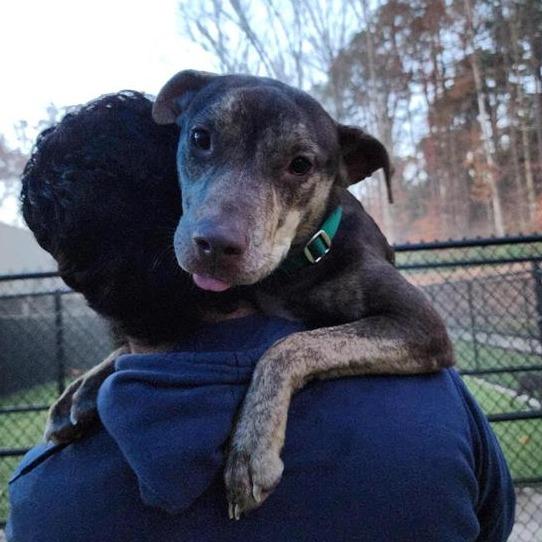Enlarge Yuna, a Adoptable mixed breed in Greensboro, NC image 3/6