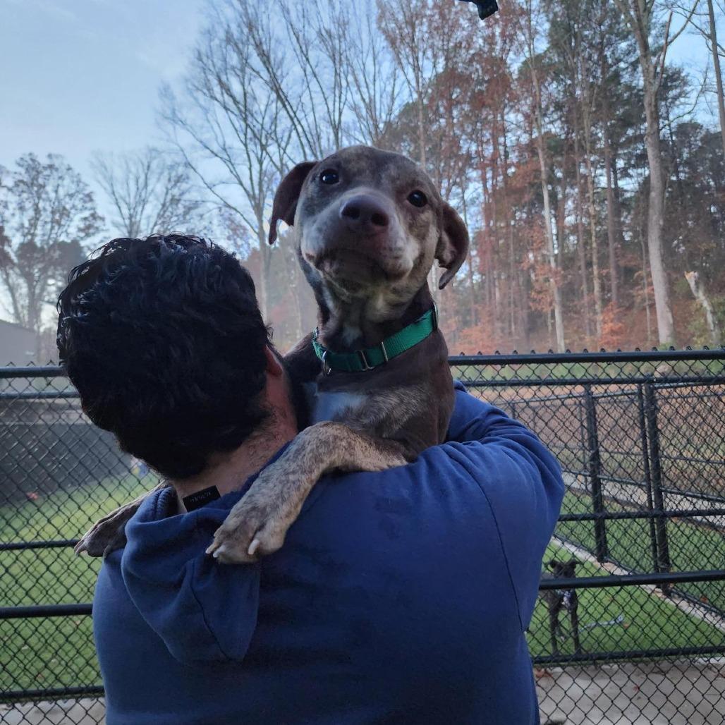 Enlarge Yuna, a Adoptable mixed breed in Greensboro, NC image 4/6