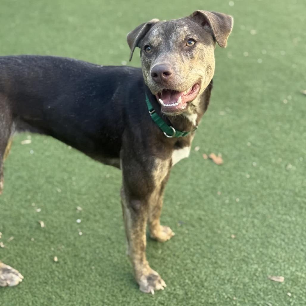 Enlarge Yuna, a Adoptable mixed breed in Greensboro, NC image 5/6