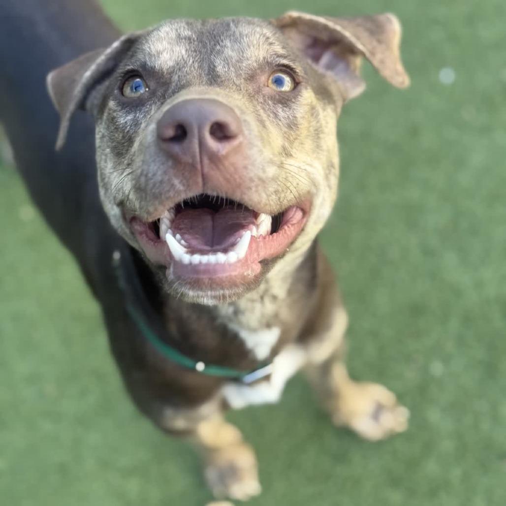 Enlarge Yuna, a Adoptable mixed breed in Greensboro, NC image 6/6