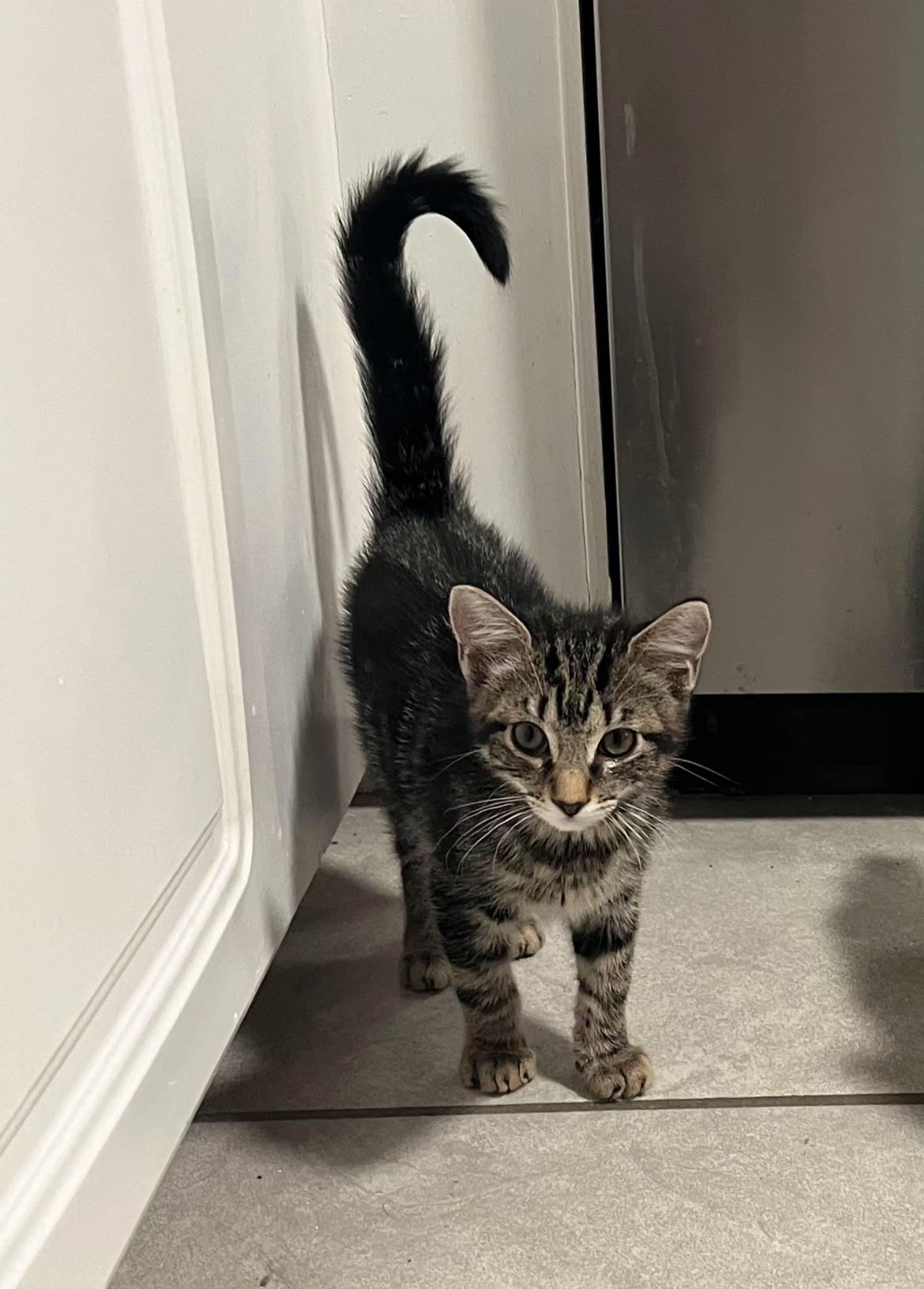 Enlarge Prince Charles, an adopted Domestic Short Hair in Centerville, GA image 1/1