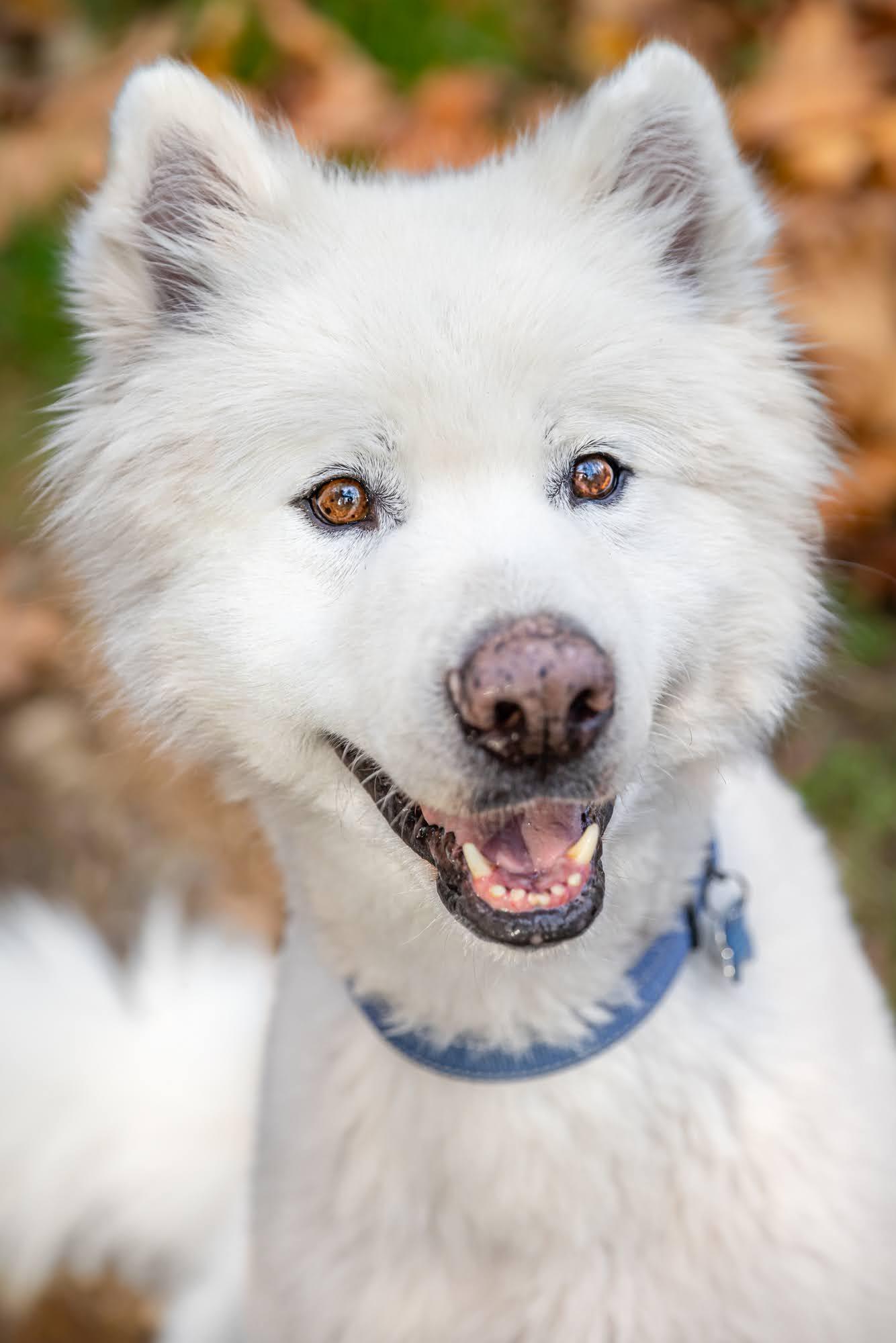 COCO, Adoptable, Adult Male Alaskan Malamute & Samoyed.