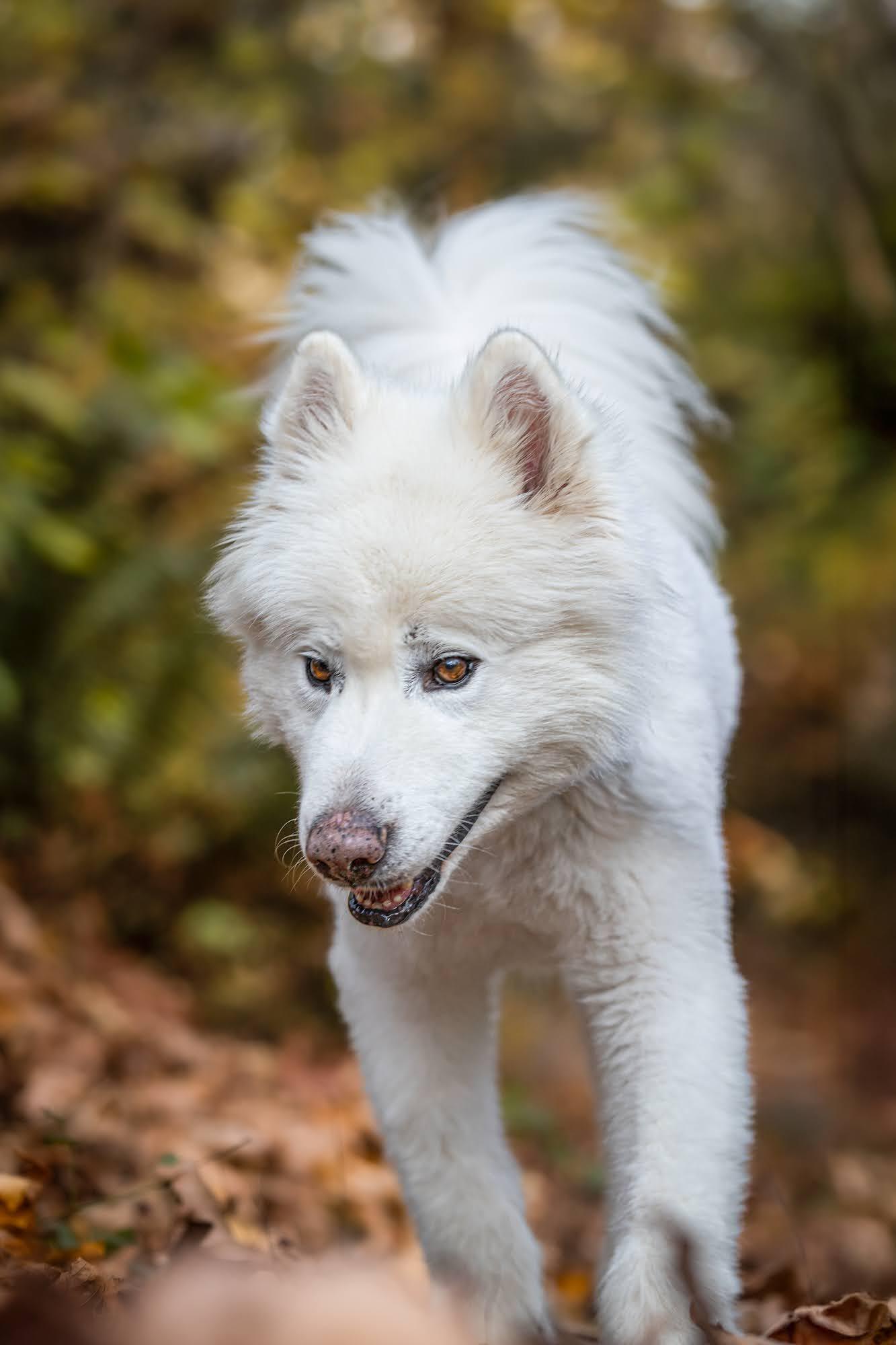 Enlarge COCO, a Adoptable mixed breed in Seattle, WA image 2/3