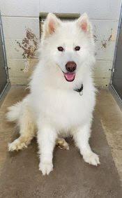 Enlarge COCO, a Adoptable mixed breed in Seattle, WA image 3/3