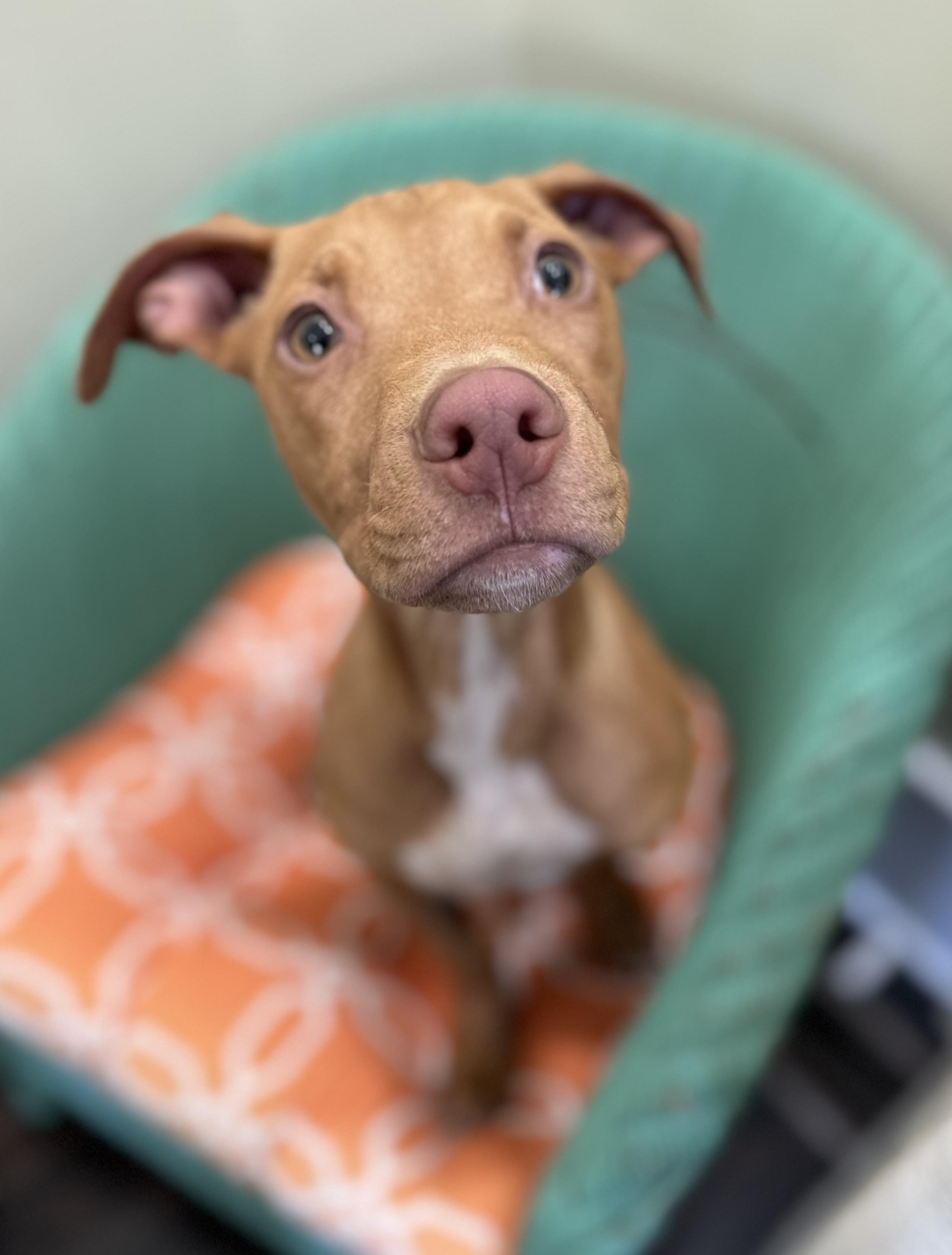 Spiderman, a Adoptable mixed breed in Lawrenceville, GA image 1/5