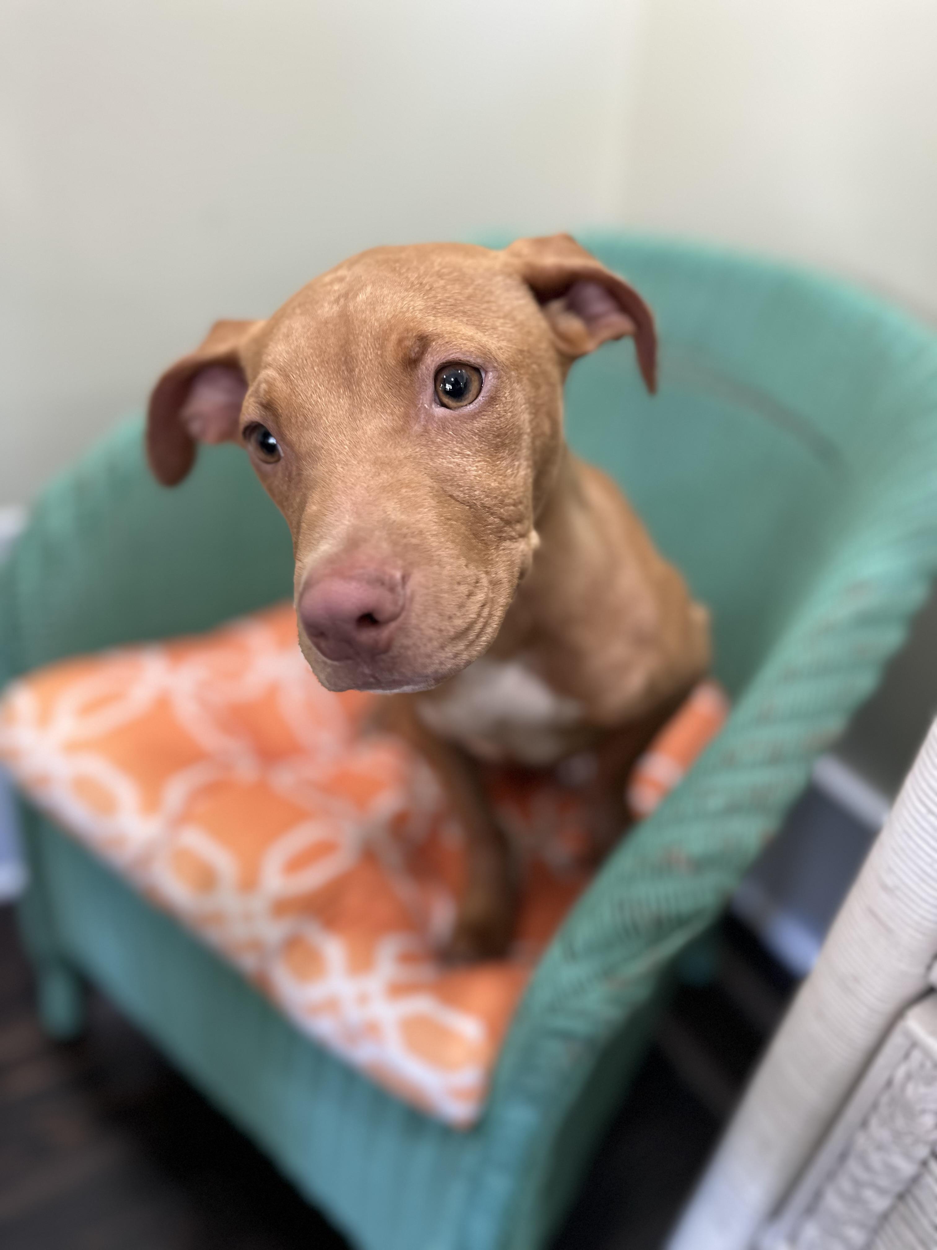 Spiderman, a Adoptable mixed breed in Lawrenceville, GA image 5/5