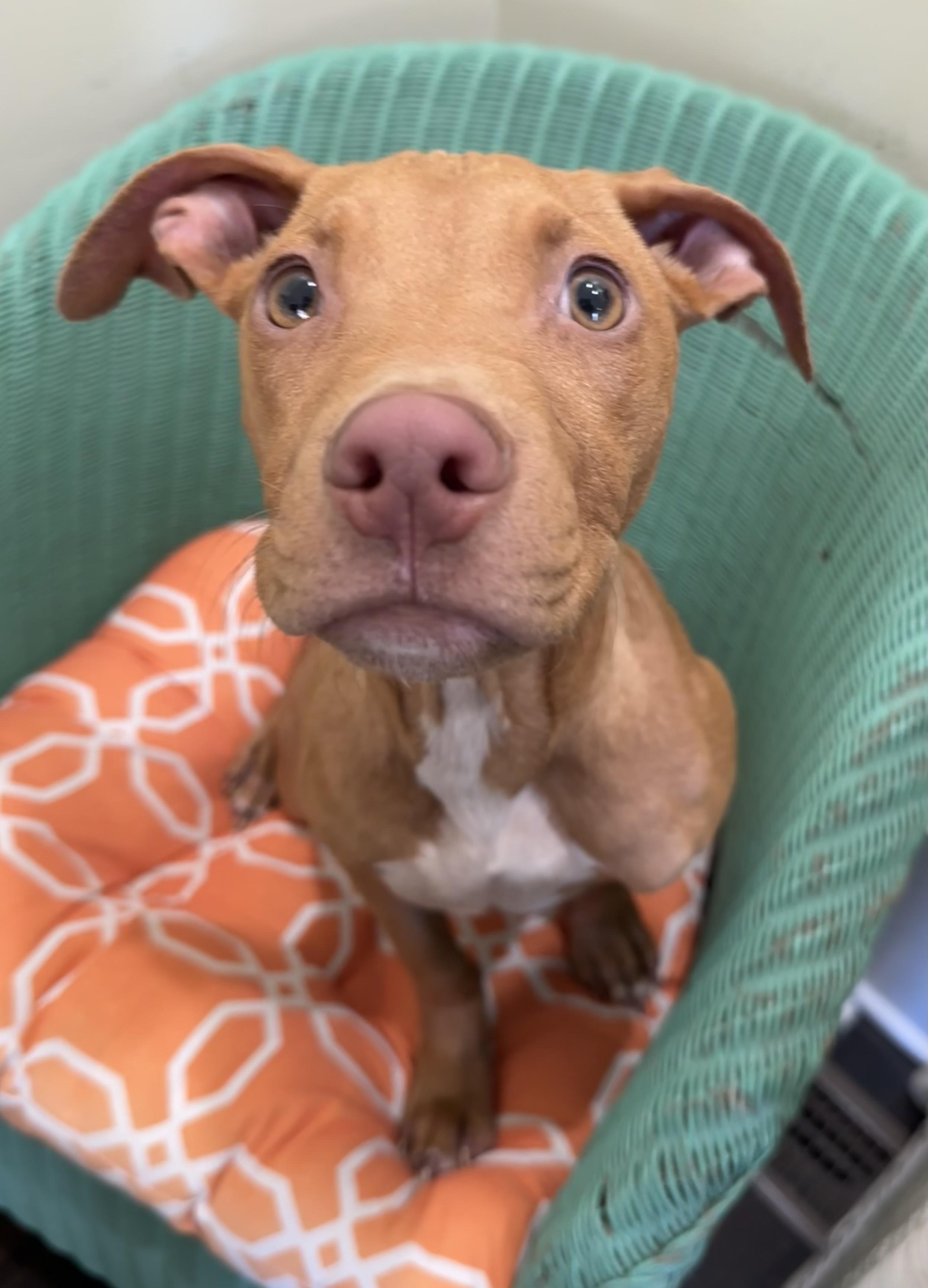 Spiderman, a Adoptable mixed breed in Lawrenceville, GA image 3/5