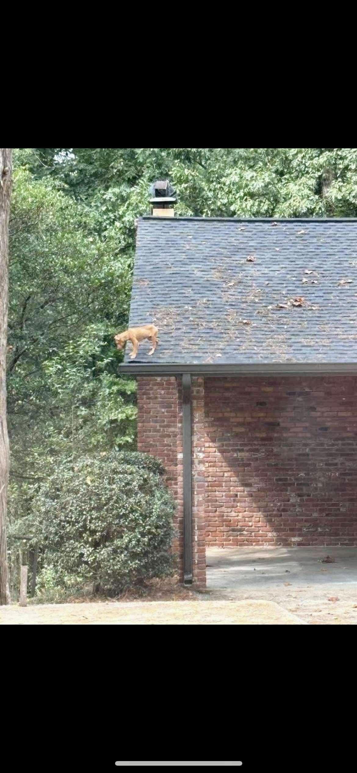 Spiderman, a Adoptable mixed breed in Lawrenceville, GA image 2/5