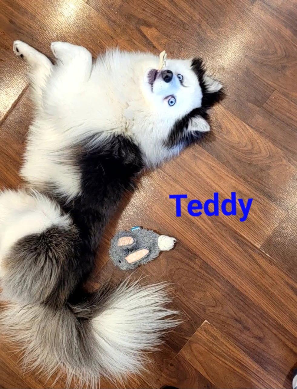 Teddy, Adopted, Young Male Husky & Pomeranian.