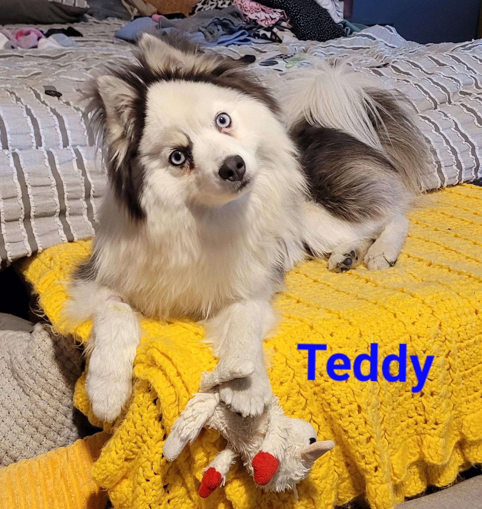 Teddy, a Adopted mixed breed in West Des Moines, IA image 3/3