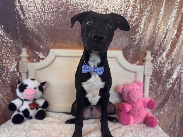 LONNY, Adoptable, Puppy Male Pit Bull Terrier & Mixed Breed.