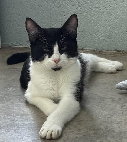 Enlarge 25-162 Patrick, a Adoptable Domestic Short Hair in Barnesville, GA image 1/3