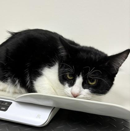 Enlarge 25-162 Patrick, a Adoptable Domestic Short Hair in Barnesville, GA image 2/3