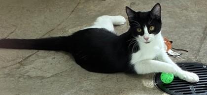 Enlarge 25-162 Patrick, a Adoptable Domestic Short Hair in Barnesville, GA image 3/3