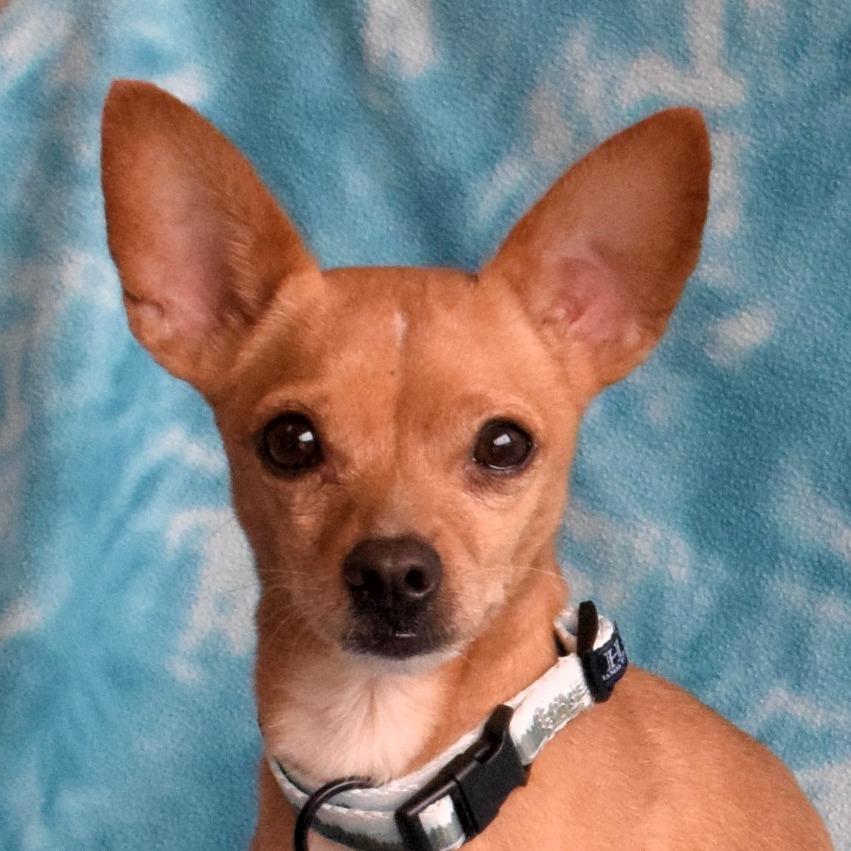 Enlarge Forest, a Adoptable mixed breed in Eureka, CA image 4/4