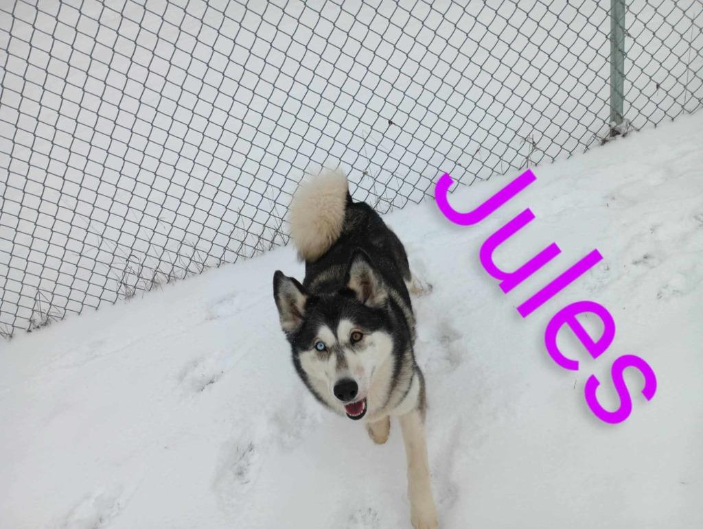 Jules, Adoptable, Adult Female Husky & Alaskan Malamute.