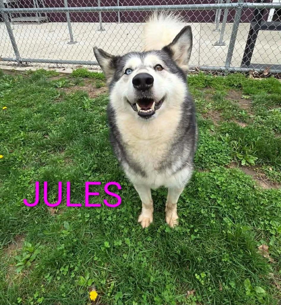 Enlarge Jules, a Adoptable mixed breed in Kendallville, IN image 3/6