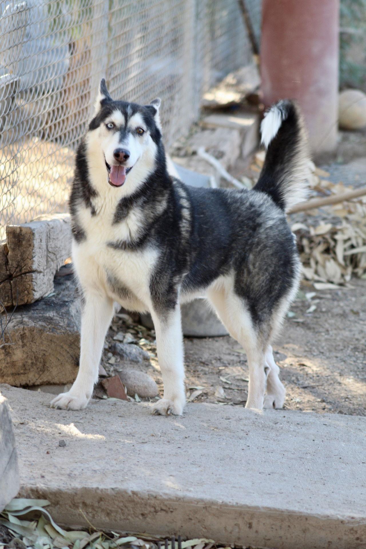 Enlarge Sweeny, a Adoptable Husky in El Centro, CA image 1/3