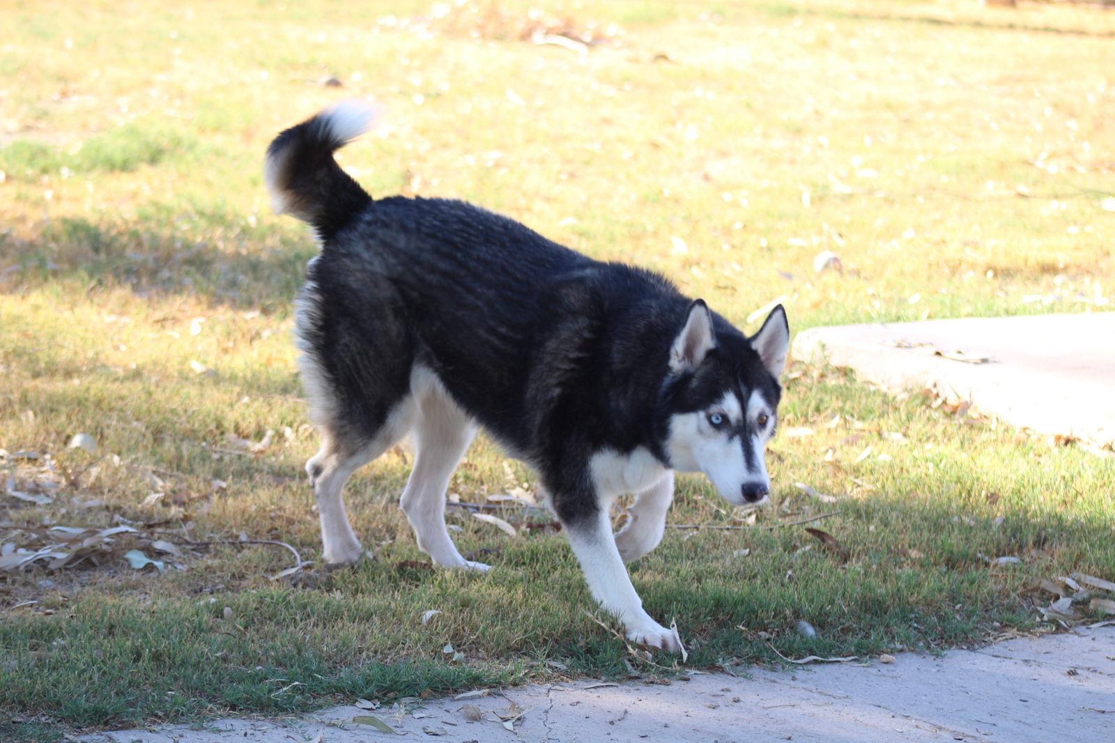 Enlarge Sweeny, a Adoptable Husky in El Centro, CA image 3/3