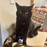 Enlarge Lucky, a Adoptable Domestic Medium Hair in Dodgeville, WI image 1/1