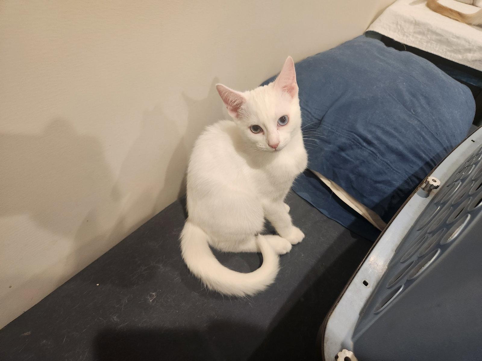 Angel, Adoptable, Young Male Domestic Short Hair & Siamese.