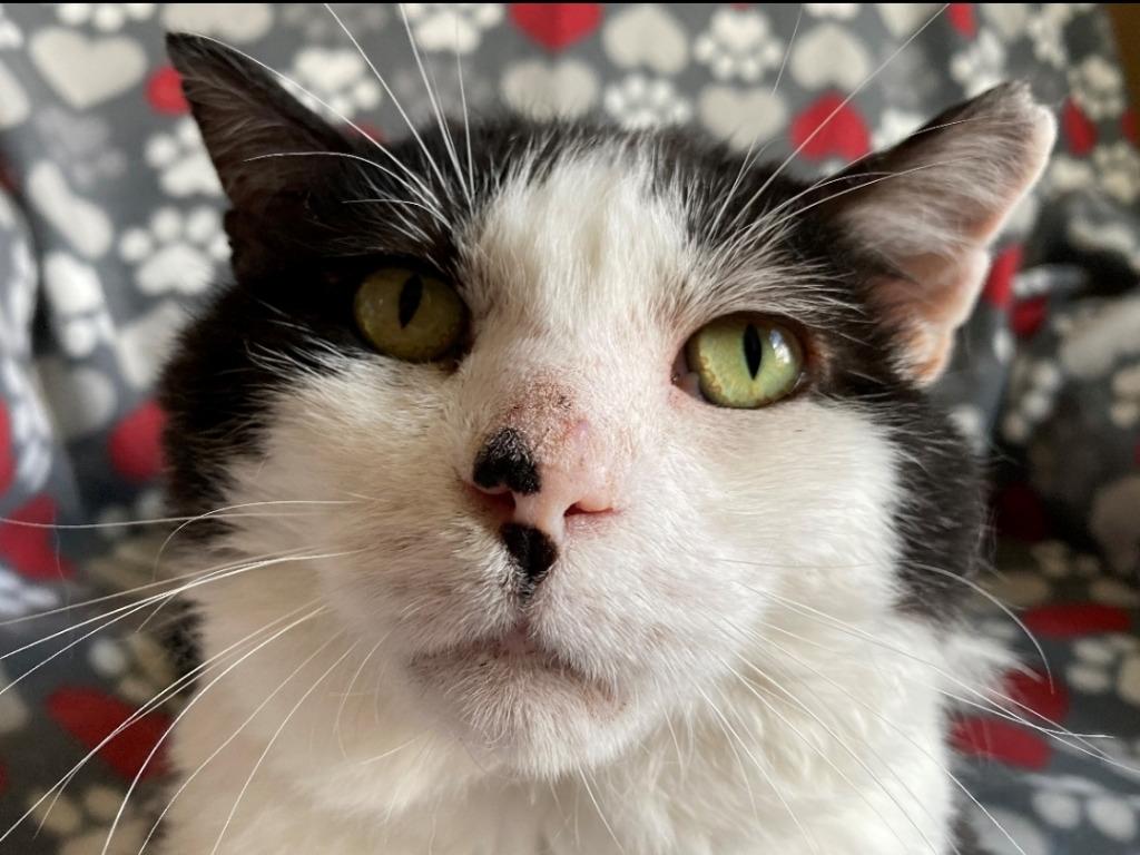 Woody, Adoptable, Senior Male Domestic Short Hair.