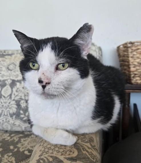 Enlarge Woody, a Adoptable mixed breed in Ballwin, MO image 2/4