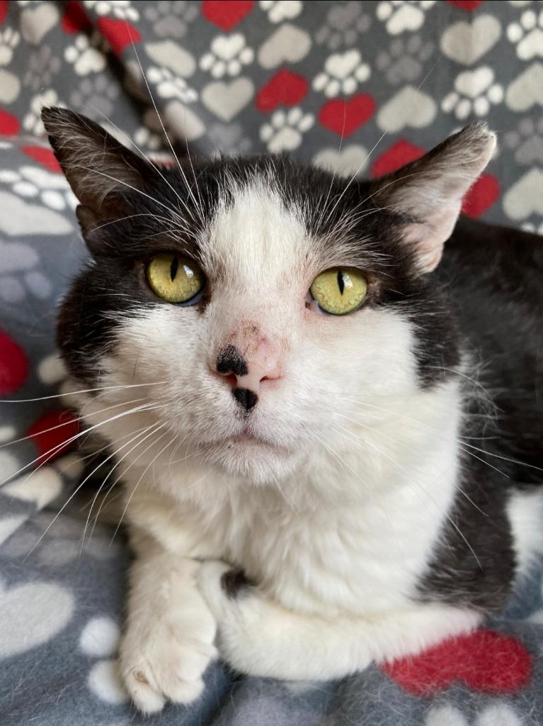 Enlarge Woody, a Adoptable mixed breed in Ballwin, MO image 3/4