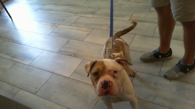 AKAZA, Adoptable, Adult Male American Bulldog & Mixed Breed.