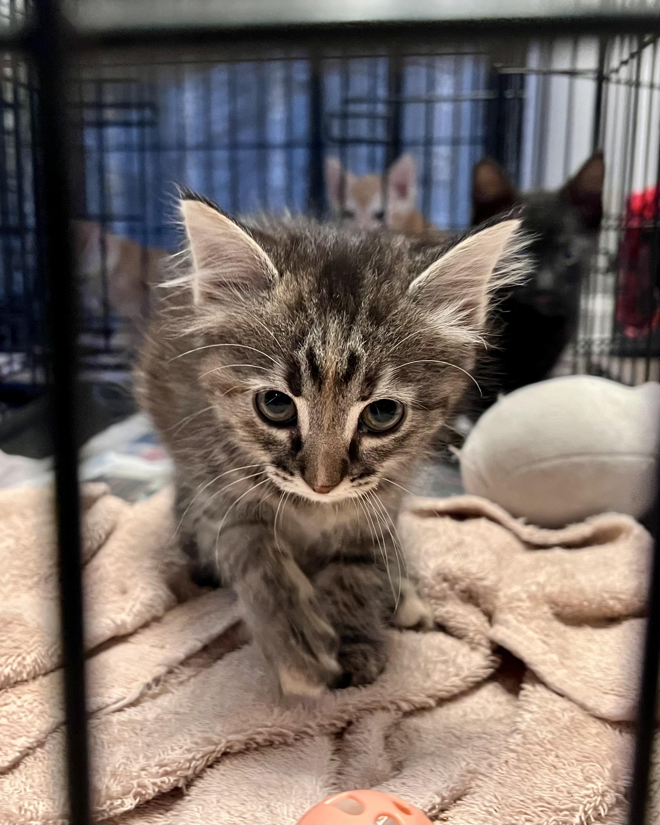 Enlarge PIP - Charmander (pre-adopt), a Adoptable Domestic Long Hair in Randolph, AL image 1/1