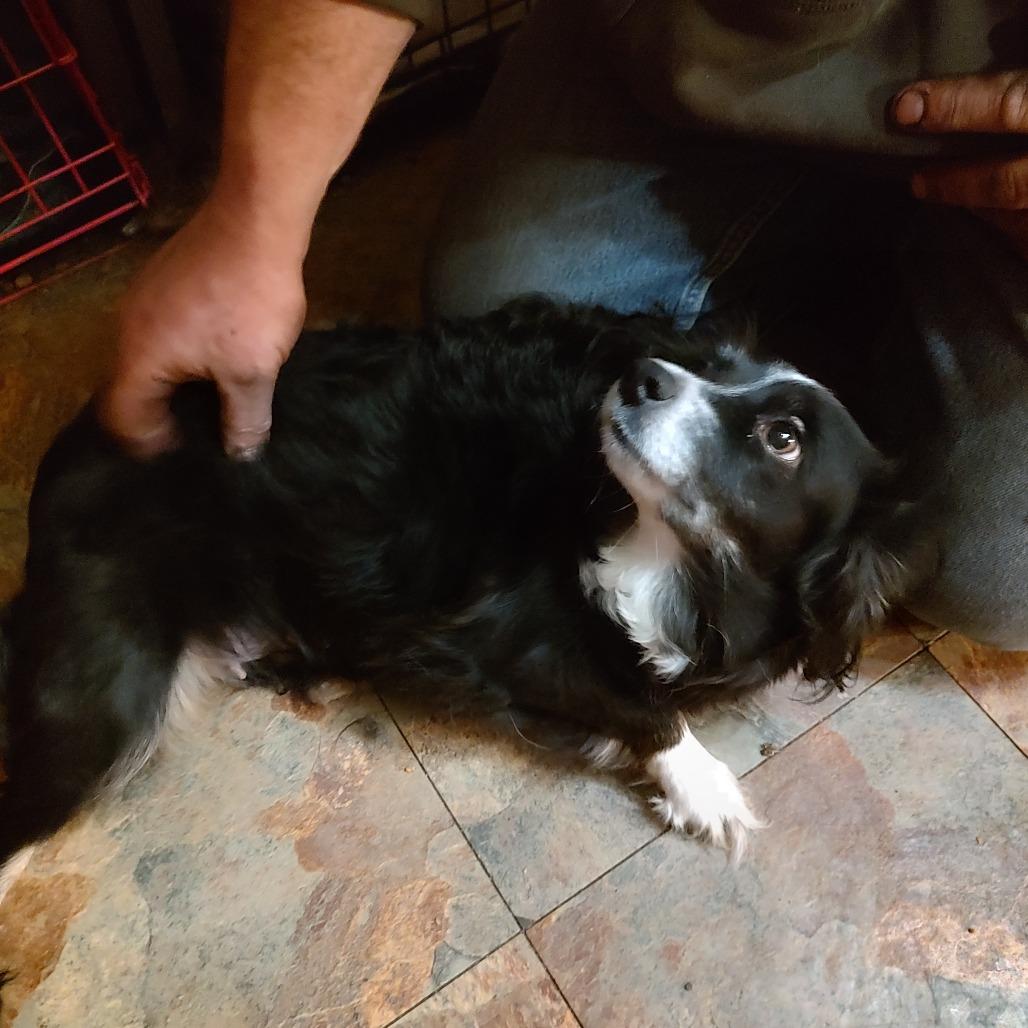 Enlarge Lazy H. Skittles, a Adoptable Australian Shepherd in Ada, MN image 1/1