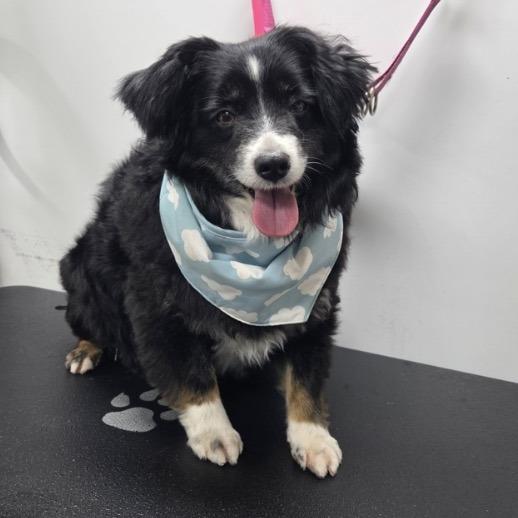 Skittles, a Adoptable Australian Shepherd in Ada, MN image 2/5