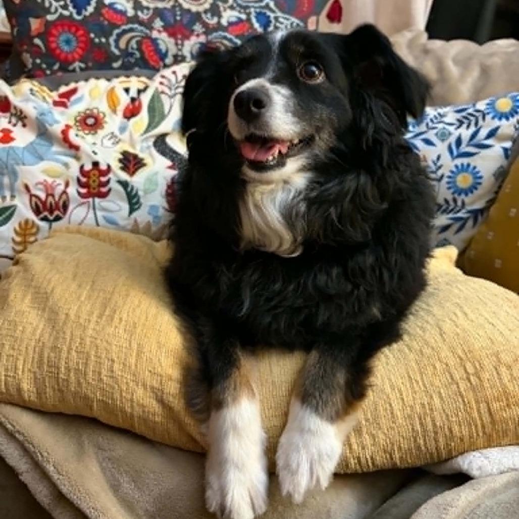 Skittles, a Adoptable Australian Shepherd in Ada, MN image 3/5