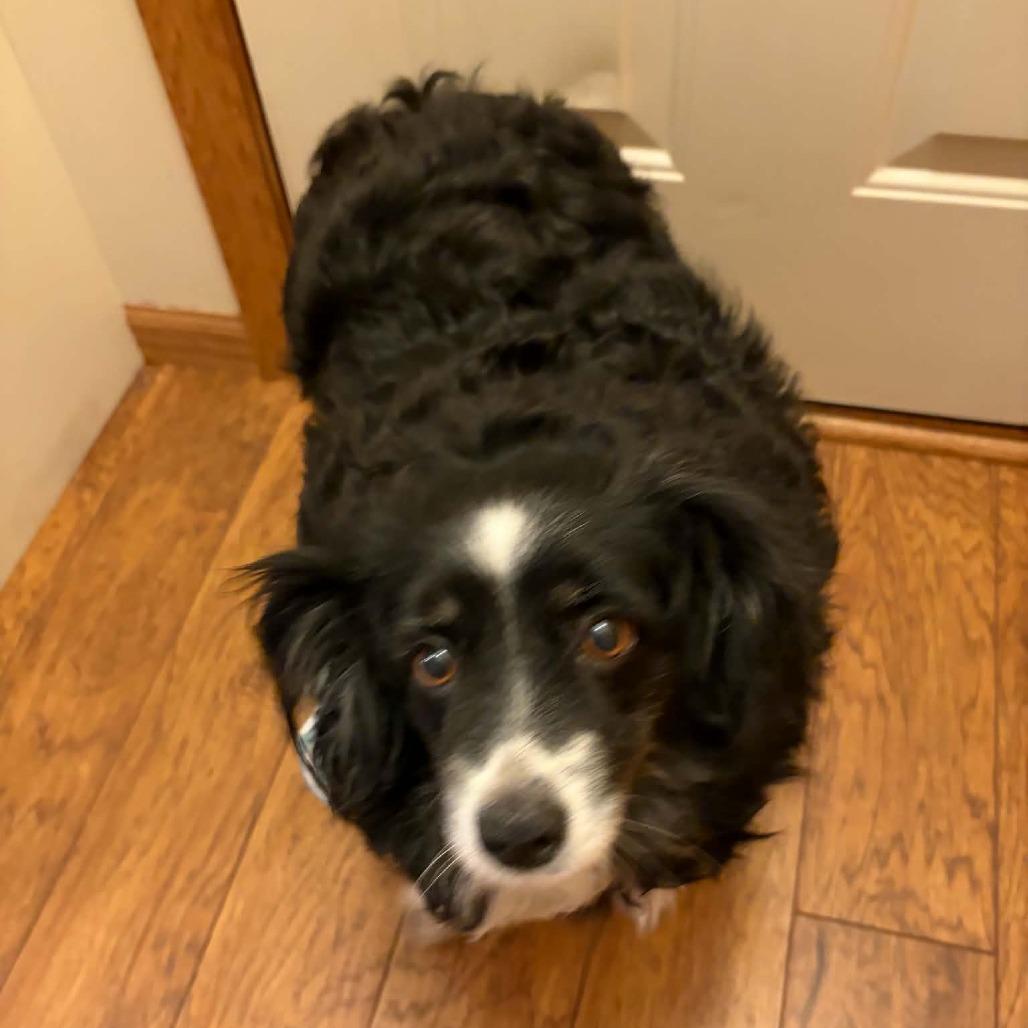 Skittles, a Adoptable Australian Shepherd in Ada, MN image 4/5